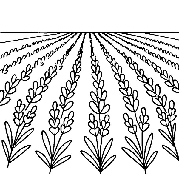 Dibujo en blanco y negro de un amplio campo de lavanda en floración bajo un cielo despejado