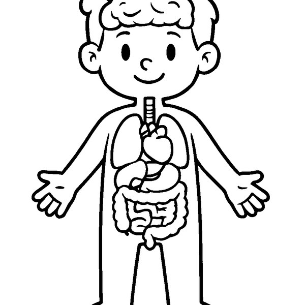 Ilustración en blanco y negro del cuerpo humano con partes claras y delineadas para colorear