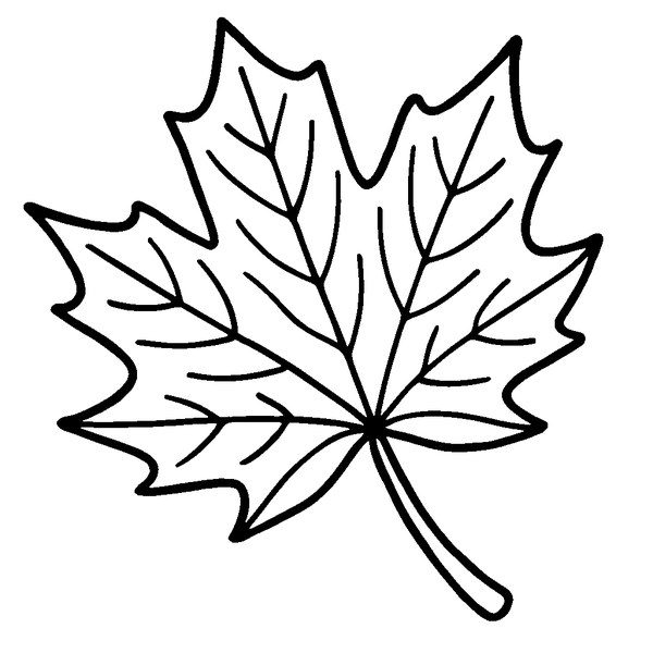 Dibujo detallado de una hoja de otoño con venas y bordes irregulares para colorear