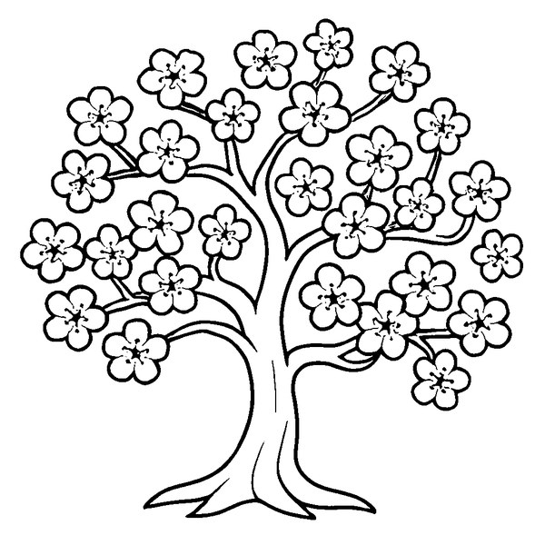 Árbol de cerezo japonés en flor, con ramas detalladas y pétalos delicados para colorear